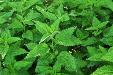 Büyümüş ısırgan Urtica dioica
