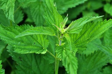 Büyümüş ısırgan Urtica dioica