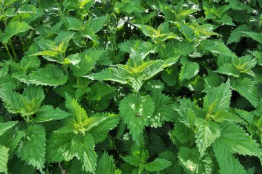 Büyümüş ısırgan Urtica dioica