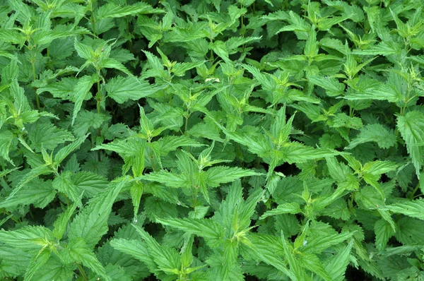 Ortigas sobrecrecidas Urtica dioica — Foto de Stock