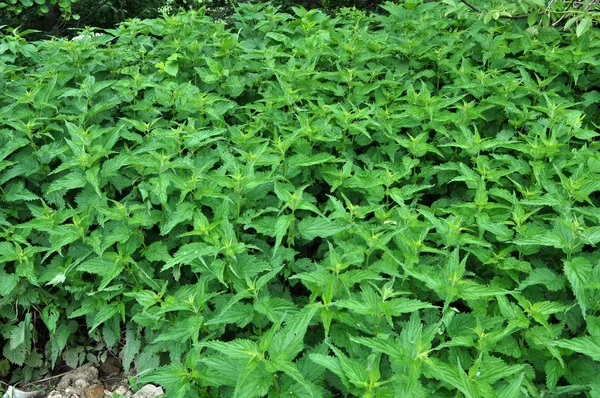 Jelatang yang ditumbuhi Urtica dioica — Stok Foto