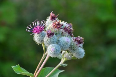 Yaban hayatı çiçek Dulavratotu içinde