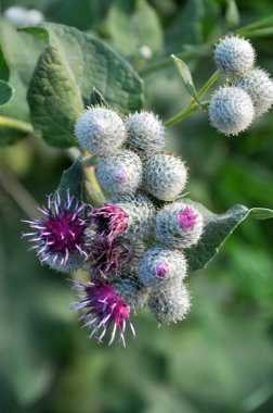 Yaban hayatı çiçek Dulavratotu içinde