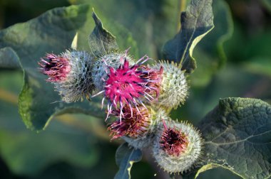 Yaban hayatı çiçek Dulavratotu içinde