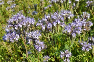 Alan facelia çiçeklenme olduğunu