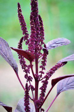 Yaz çiçeklenme ayaranth