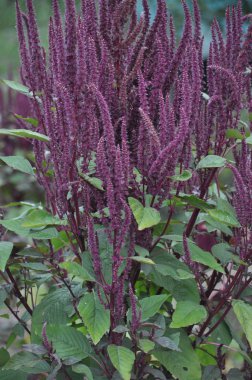 Yaz çiçeklenme ayaranth