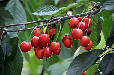 Bir ağaç dalı üzerinde, Olgun çilek Prunus avium (kiraz)