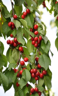 Bir ağaç dalı üzerinde, Olgun çilek Prunus avium (kiraz)