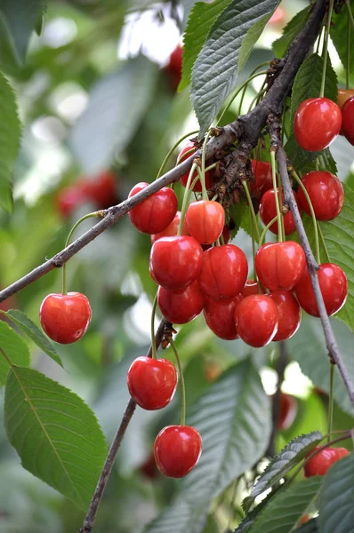 나뭇가지에 잘 익은 열매 Prunus avium (체리)) — 스톡 사진