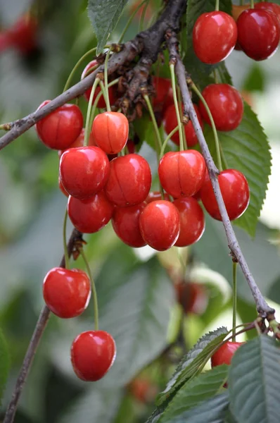 En una rama de árbol, bayas maduras Prunus avium (cereza ) —  Fotos de Stock