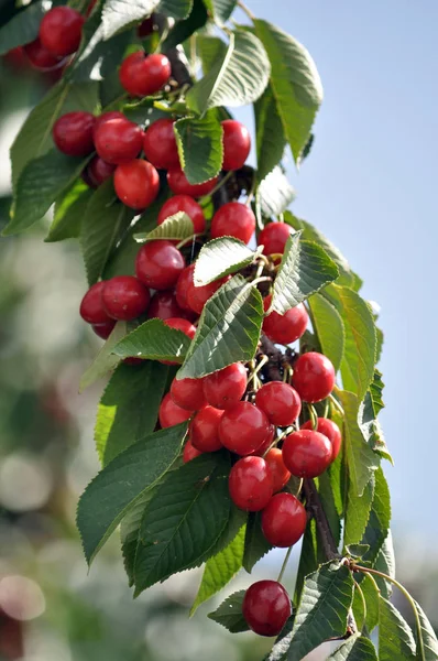 На гілці дерева стиглі ягоди Prunus avium ) — стокове фото