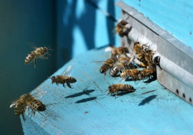 Yarık tan arılar kovana doğru uçar.