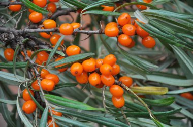 Olgun çilek ile deniz dikeni Dalı