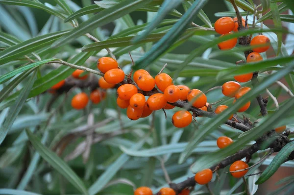 Branch of sea buckthorn with ripe berries — Stock Photo, Image
