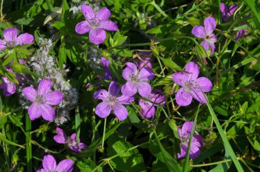 Çiçek doğada Sardunya