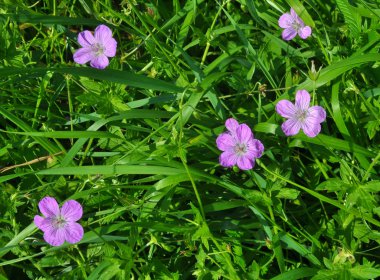 Çiçek doğada Sardunya