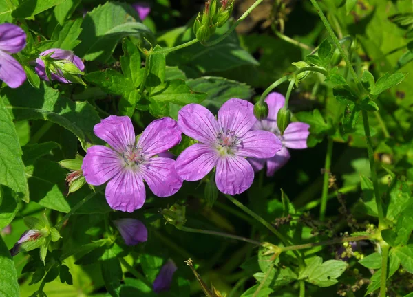 Bloom in nature geranium — Stock Photo, Image