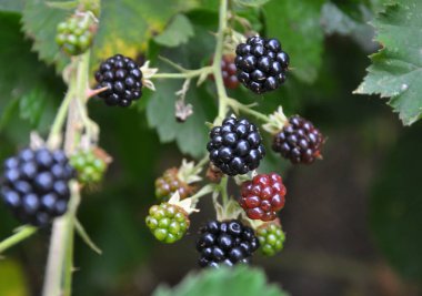 Şube üzerinde çilek Rubus fruticosus olgunlaştırmak