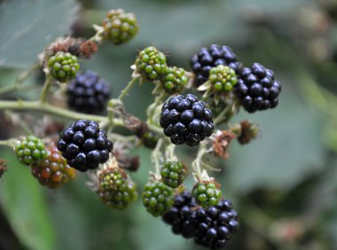 Şube üzerinde çilek Rubus fruticosus olgunlaştırmak