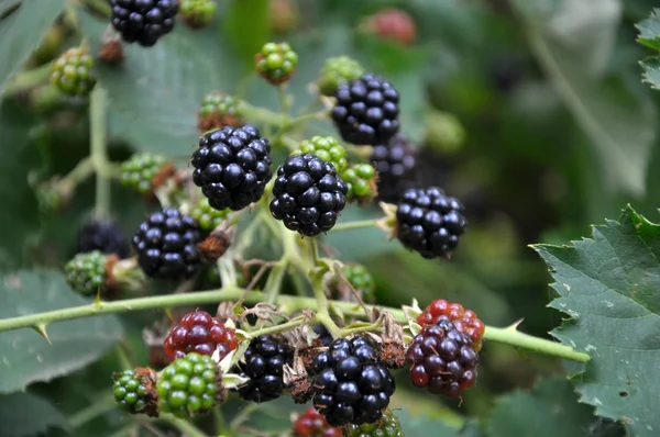 Στο κλαδί ωριμάζουν τα μούρα Rubus fruticosus — Φωτογραφία Αρχείου