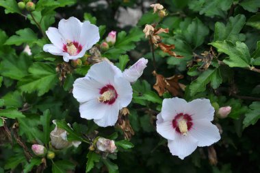 Çalılıkta Hibiscus syriacus beyaz çiçekler çiçek