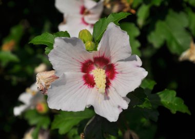 Çalılıkta Hibiscus syriacus beyaz çiçekler çiçek