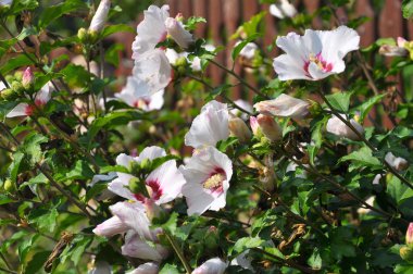 Çalılıkta Hibiscus syriacus beyaz çiçekler çiçek