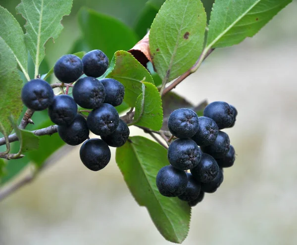 Bobule na větvi keře Aronia melanocarpa — Stock fotografie