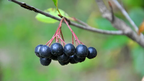 Las bayas maduran en la rama del arbusto Aronia melanocarpa —  Fotos de Stock