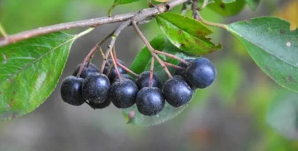 Las bayas maduran en la rama del arbusto Aronia melanocarpa —  Fotos de Stock