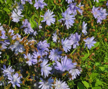 Çiçeği hindiba (Cichorium intybus)