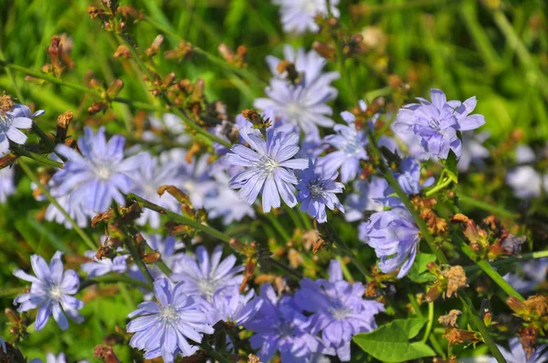 Virág a cikória (Cichorium intybus) — Stock Fotó