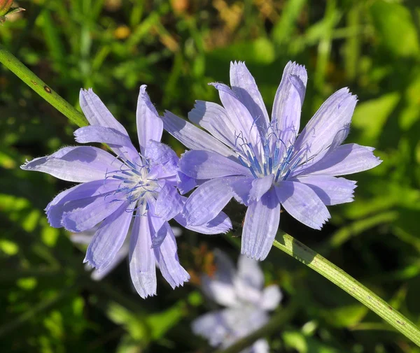 Virág a cikória (Cichorium intybus) — Stock Fotó