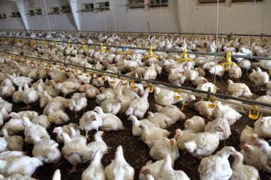 Büyüyen broiler tavuk çiftliği