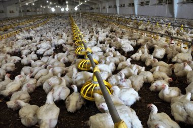 Büyüyen broiler tavuk çiftliği