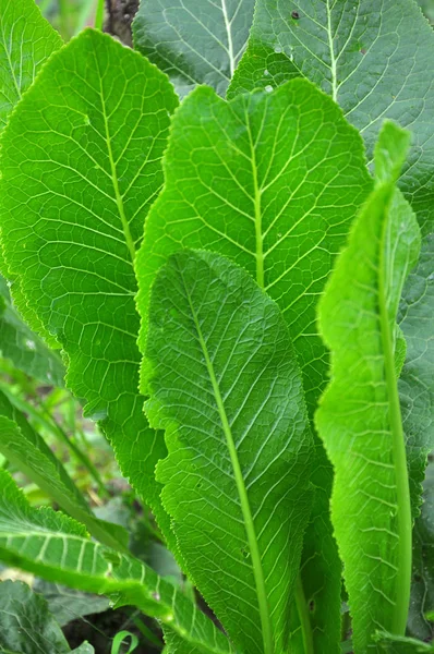 Raifort aux feuilles vertes en pleine terre — Photo