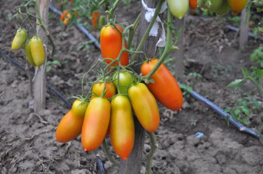 Domates ler açık alanda yetiştiriliyor