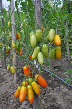 Domates ler açık alanda yetiştiriliyor