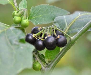 Doğada nighthade yetişir (Solanum nigrum)
