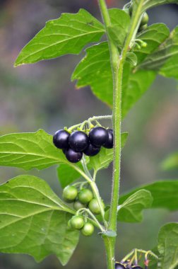 Doğada nighthade yetişir (Solanum nigrum)