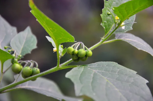 En la naturaleza crece la sombrilla (Solanum nigrum ) — Foto de Stock