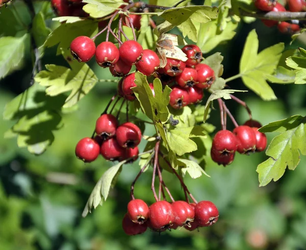 Olgunlaşmış alıç (Crataegus) meyveleri — Stok fotoğraf