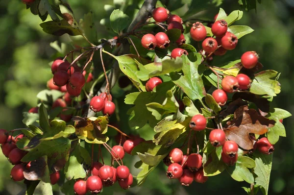 Bayas de espino maduro (Crataegus) — Foto de Stock