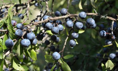 Dal çalı olgun çilek blackthorn