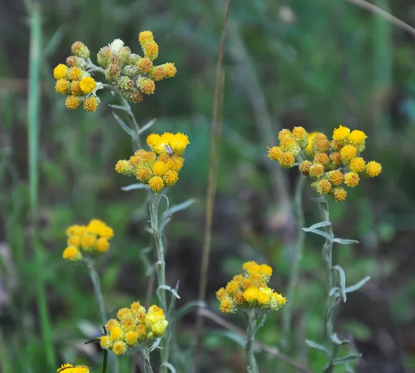 Dans la nature, les fleurs immortelle (Helichrysum arenarium ) — Photo