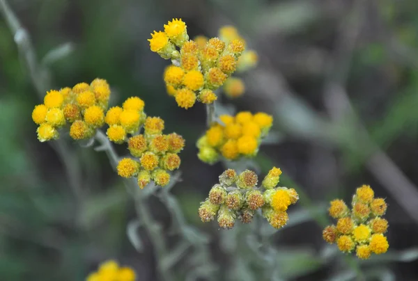 In freier Wildbahn blüht die immortelle (helichrysum arenarium)) — Stockfoto