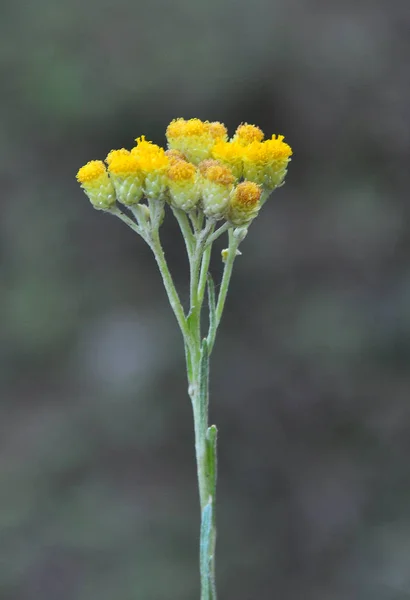 En la naturaleza, florece inmortelle (Helichrysum arenarium ) — Foto de Stock