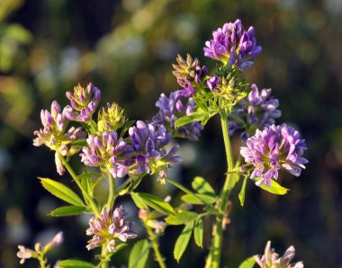 Çiçek açan yonca alandır
