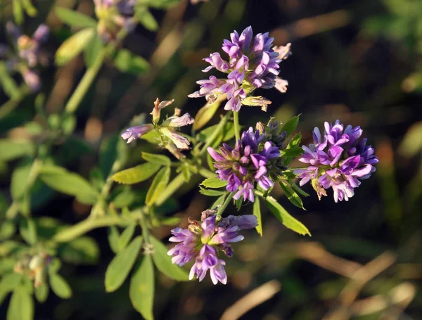 The field is blooming alfalfa — Stock Photo, Image